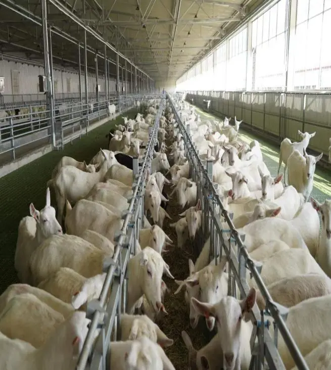 陕西正大公司进口的新西兰莎能奶山羊种羊