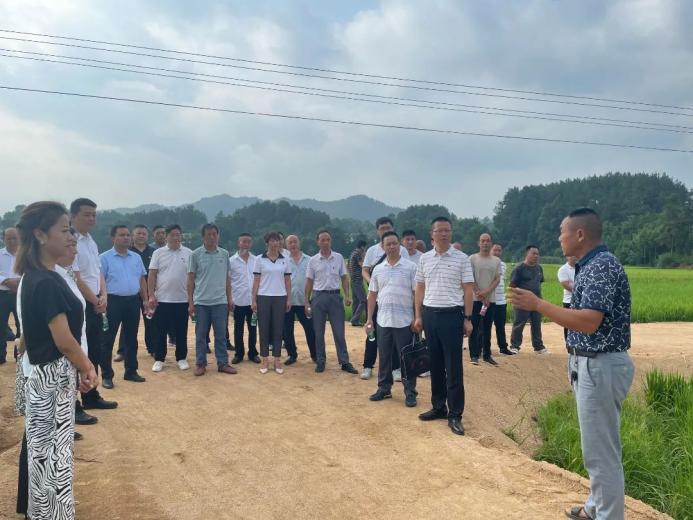 实地观摩沙河村优质稻米种植基地