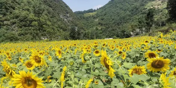 54408fac0860cad66d2f802127f7b28