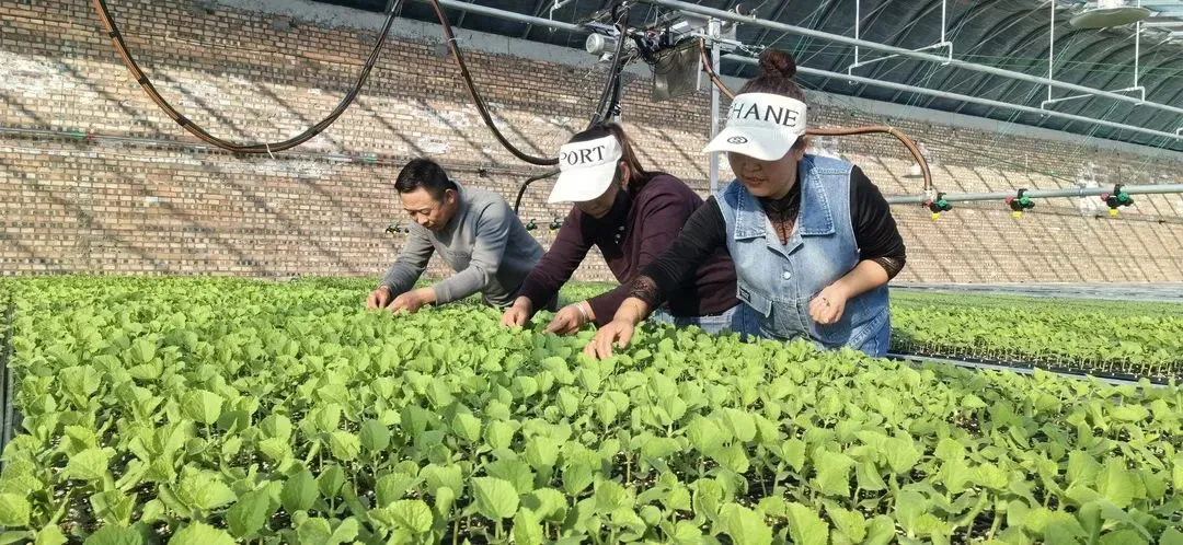 C:\Users\ADMINI~1\AppData\Local\Temp\WeChat Files\99df04b480f4bd547616a8eea8d0c03.jpg