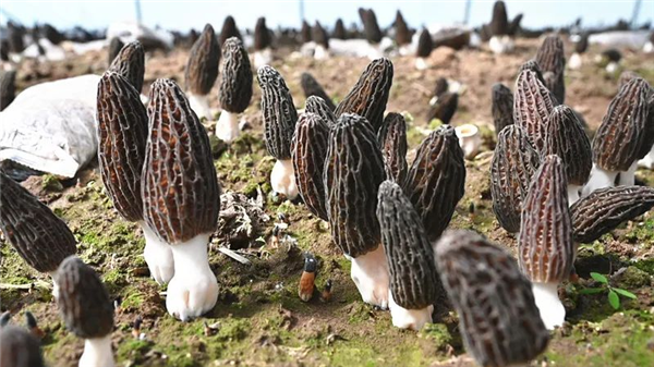 C:\Users\ADMINI~1\AppData\Local\Temp\WeChat Files\cdb6bd541a33934c135cfb55f687a3f.png