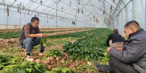 微信图片_20241226090940