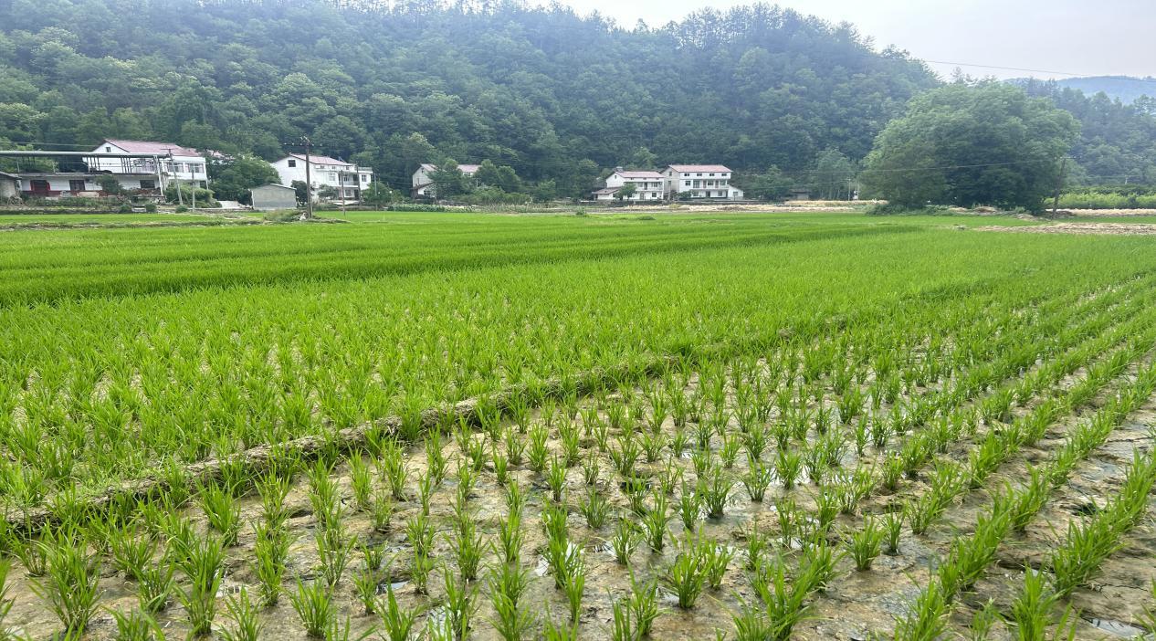 eecae436a38f76eff5bc98d6c555b19