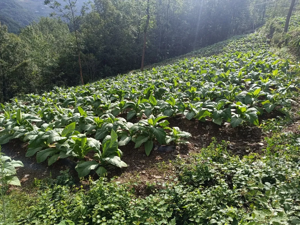 C:\Users\ADMINI~1\AppData\Local\Temp\WeChat Files\d7436756a9e315b9ec931d52b1965e8.jpg