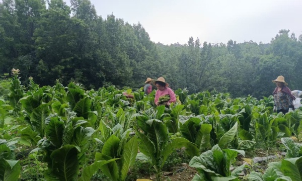 C:\Users\ADMINI~1\AppData\Local\Temp\WeChat Files\c28689f307bb4de99324fab25b40937.jpg