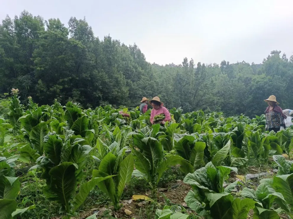 C:\Users\ADMINI~1\AppData\Local\Temp\WeChat Files\c28689f307bb4de99324fab25b40937.jpg