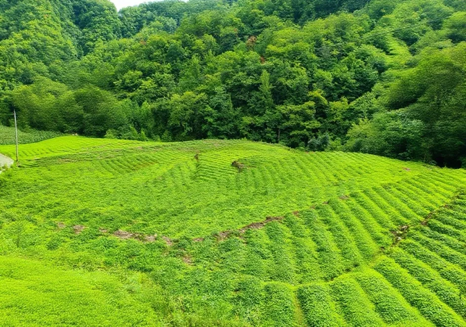 C:\Users\ADMINI~1\AppData\Local\Temp\WeChat Files\2019177f2950456832e2e685ca7fd12.jpg