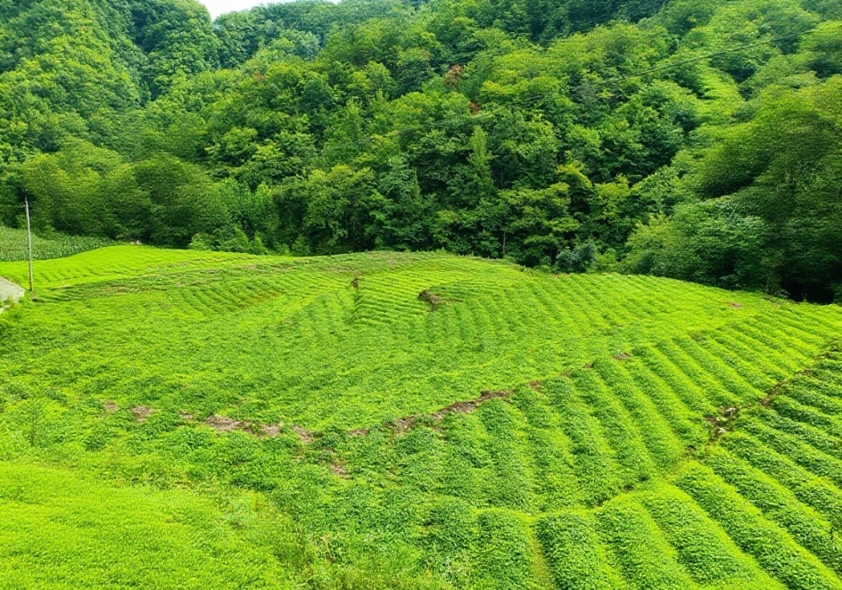 C:\Users\ADMINI~1\AppData\Local\Temp\WeChat Files\2019177f2950456832e2e685ca7fd12.jpg