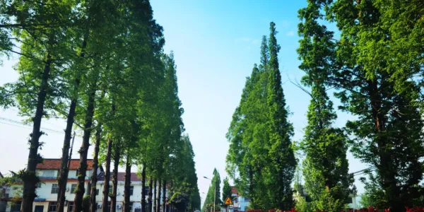 IMG_256