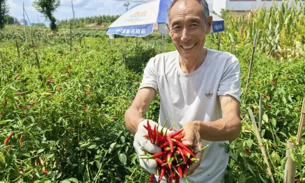 8月14日早晨，汉中市南郑区新集镇杨沟村13组农户何新军，在七分自留地里采摘辣椒。通讯员何祥斌摄