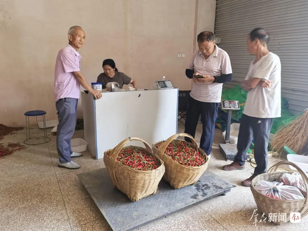 8月14日，农户在汉中青林泽田农业发展有限公司的辣椒收购点交售辣椒。通讯员何祥斌摄