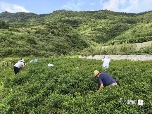 8月14日早晨，汉中市南郑区新集镇华安村农户在采摘辣椒。通讯员何祥斌摄